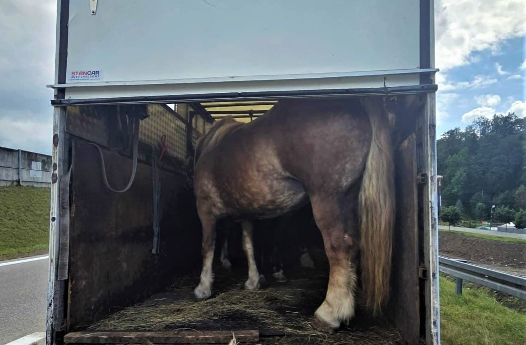 Trzy konie w dostawczaku o ładowności 460 kg, jeden ze związanymi kopytami. Trzech mężczyzn usłyszało wyrok Zdjęcie główne wpisu