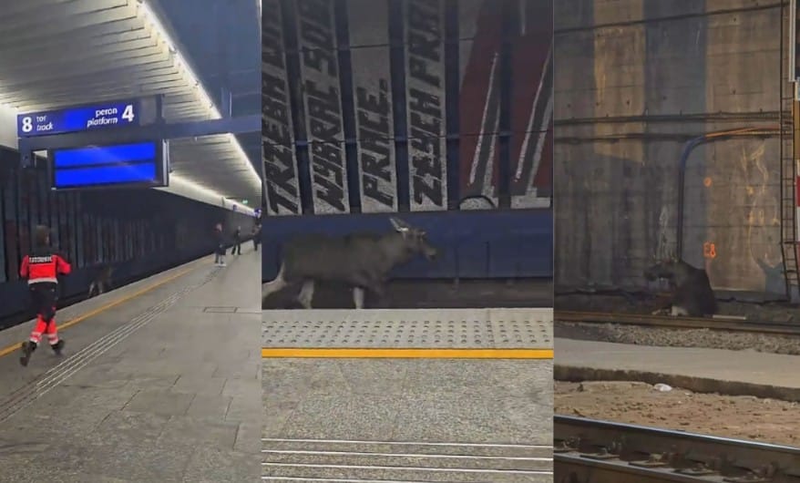 Łoś wtargnął na tory w centrum Warszawy i dotarł na peron Dworca Centralnego. "Łosiemdziesiąt minut" akcji Zdjęcie główne wpisu