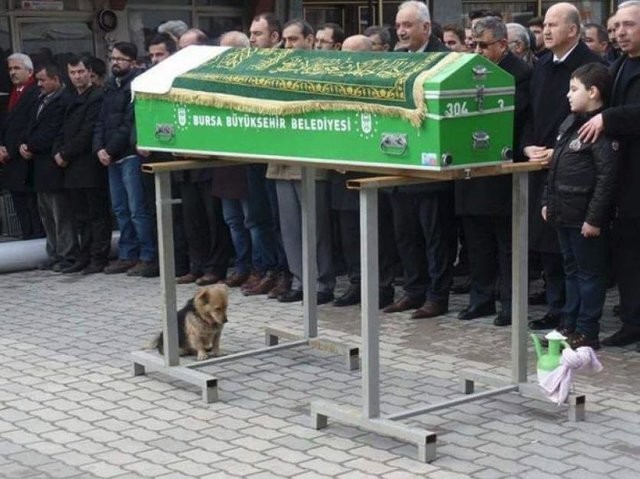 Podczas ceremonii, Cesur siedział tuż przy trumnie, smutno zwieszając pyszczek.