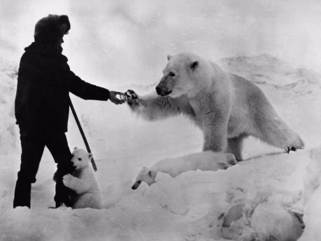 1. Podróżnik przekazuje niedźwiedziowi polarnemu puszkę skondensowanego mleka. ZSSR, lata 80 XX wieku.