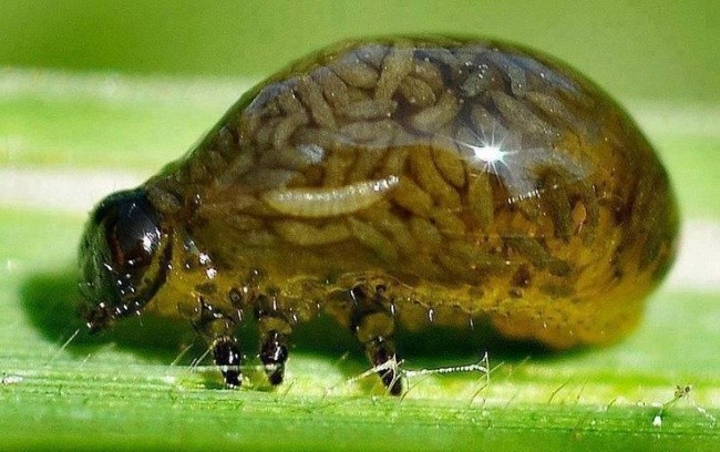 9. Larwy stonkowatych