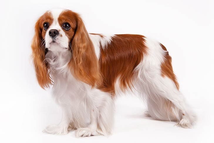 Wodnik - Cavalier King Charles Spaniel