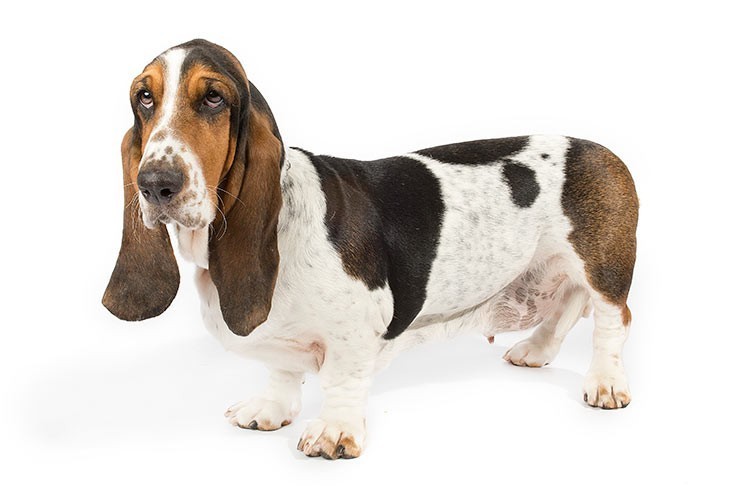 Rak - Basset