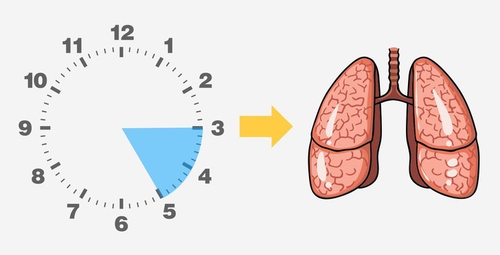 03:00-05:00 – Płuca