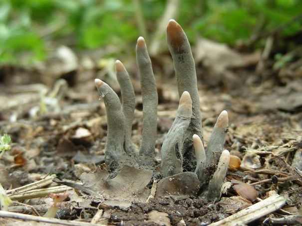 Xylaria Polymorpha potocznie zwana Palcami umarlaka, jest po prostu grzybem