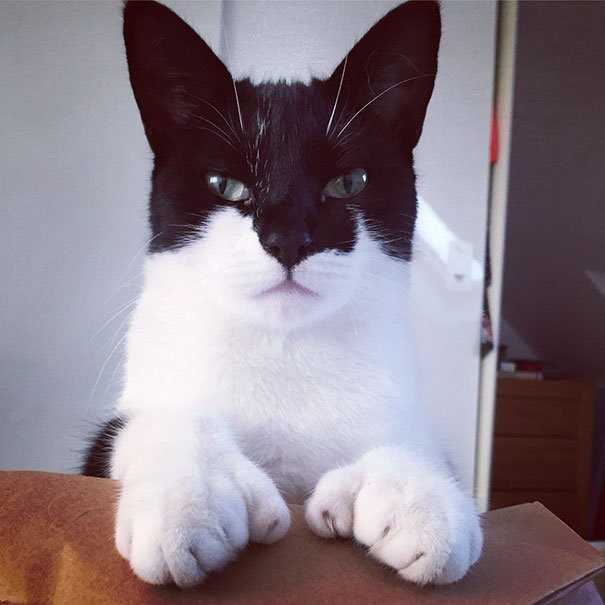Catman
