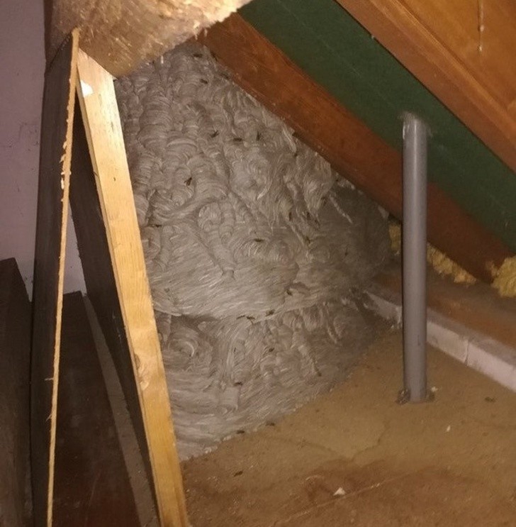 Gigantyczne gniazdo os na poddaszu, czas się wyprowadzać