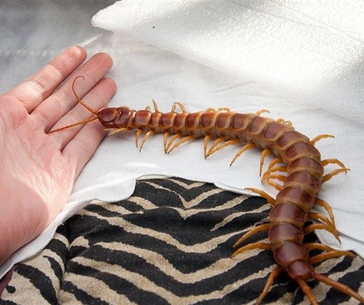 Oto skolopendra olbrzymia