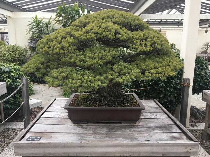 To drzewko Bonsai zostało zasadzone w 1625 roku, przetrwało zrzucenie bomby atomowej na Hirosimę i nadal rośnie