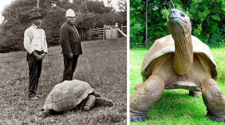 Żółw Jonathan urodzony w 1832 roku, zdjęcie po lewej wykonano w 1902 a po prawej w 2017. Obecnie zwierze ma 186 lat