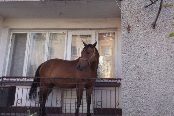 Konik balkonowy