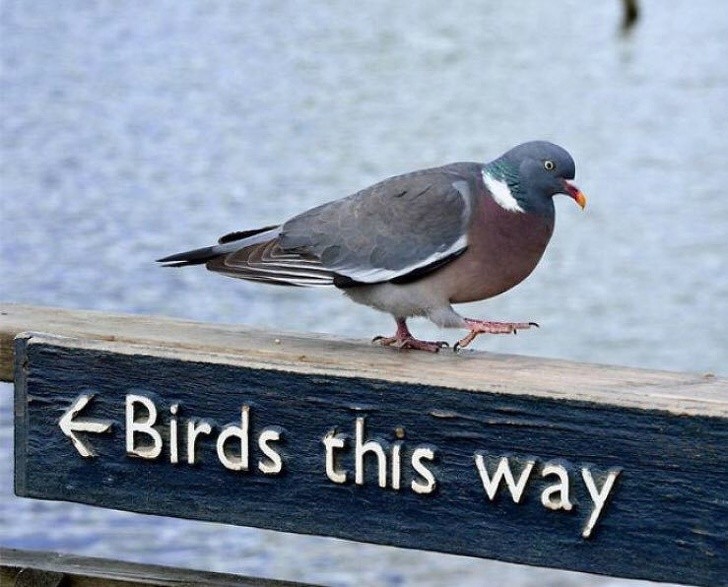 Idę gdzie chcę