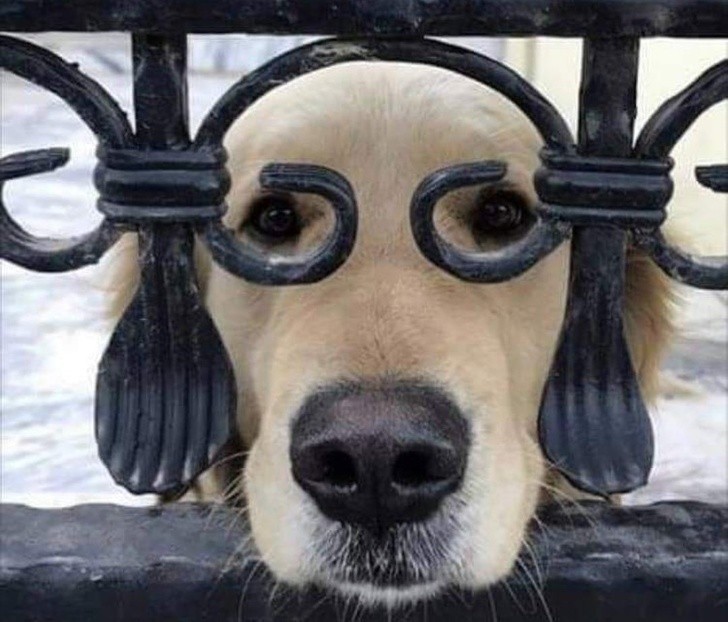 Iron Dog