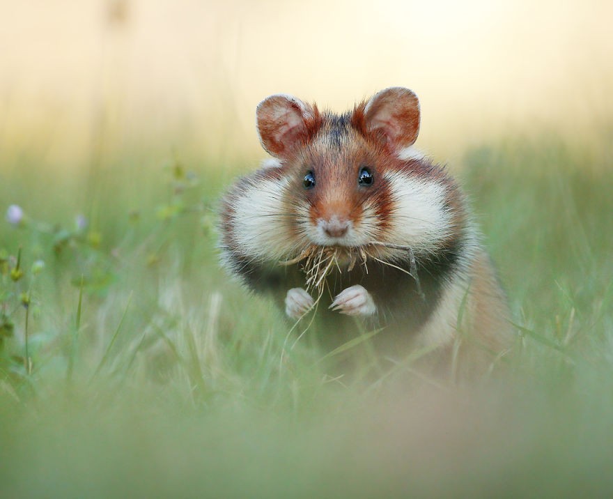 Pełna buzia