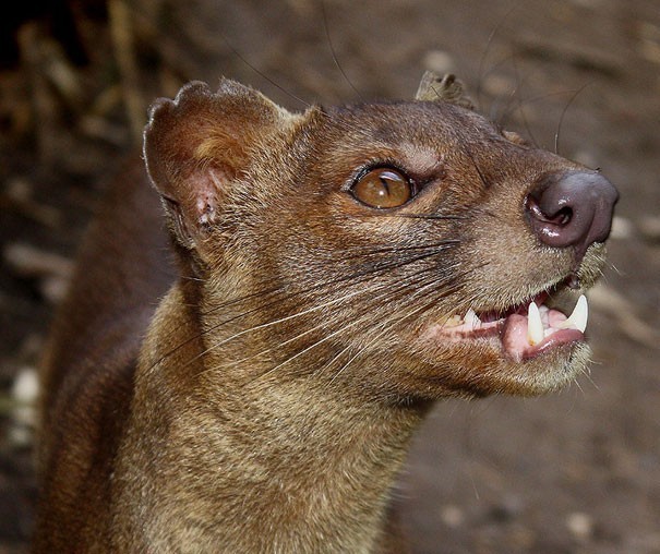 Fossa madagaskarska