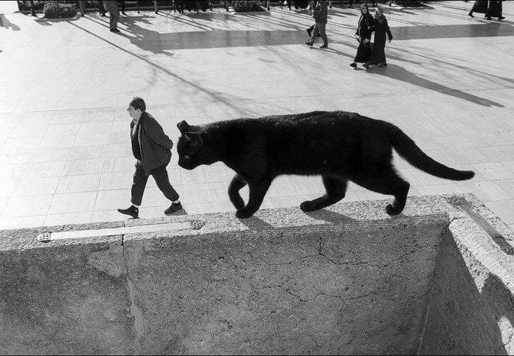 To tylko kot gigant