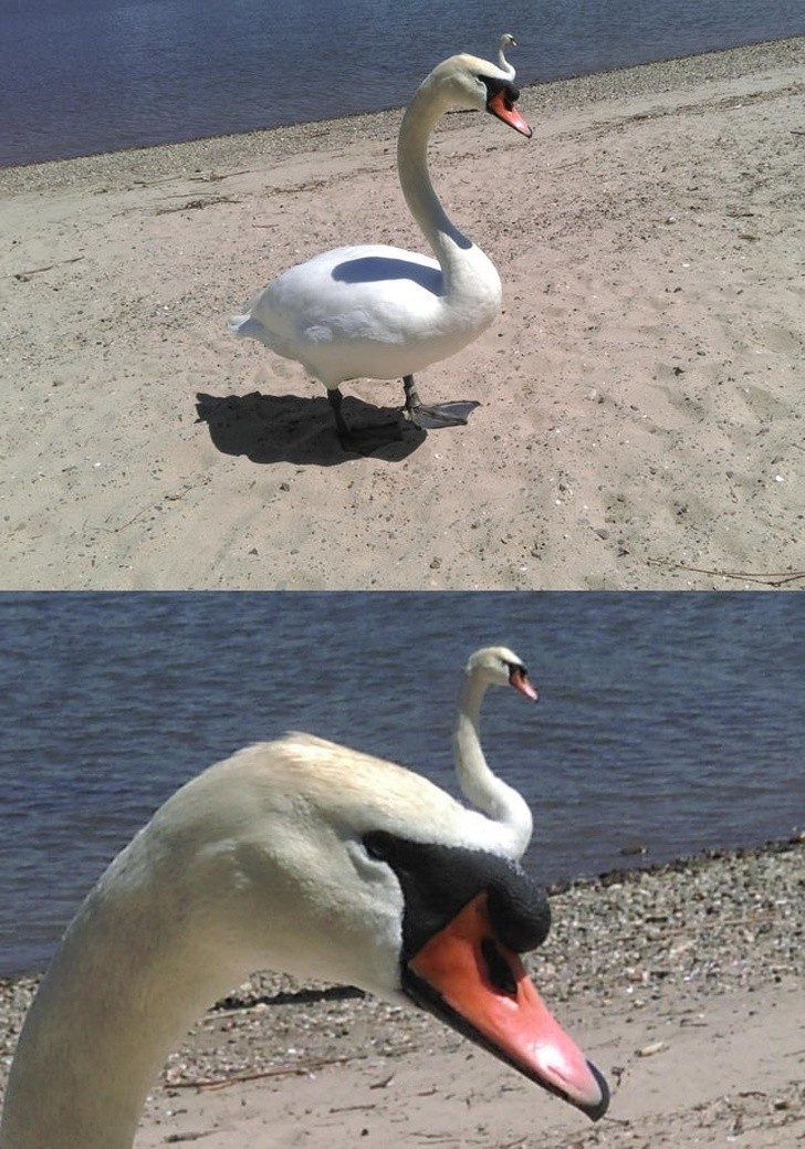 Łabędziocepcja