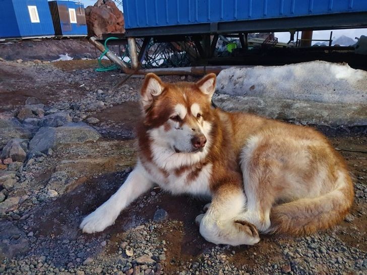 Oto Best - malamut, który wspiął się na szczyt Mount Elbrus ponad 40 razy.