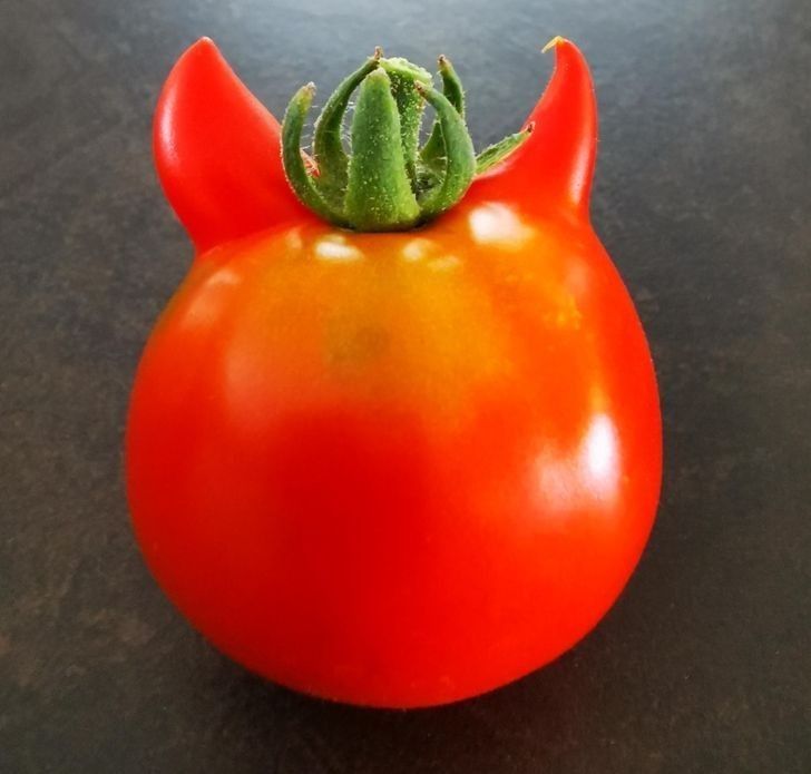 Pomidor z rogami