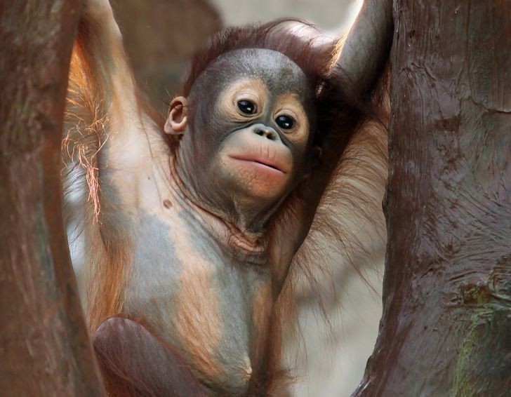 Młode orangutany mogą być karmione piersią nawet do ośmiu lat.