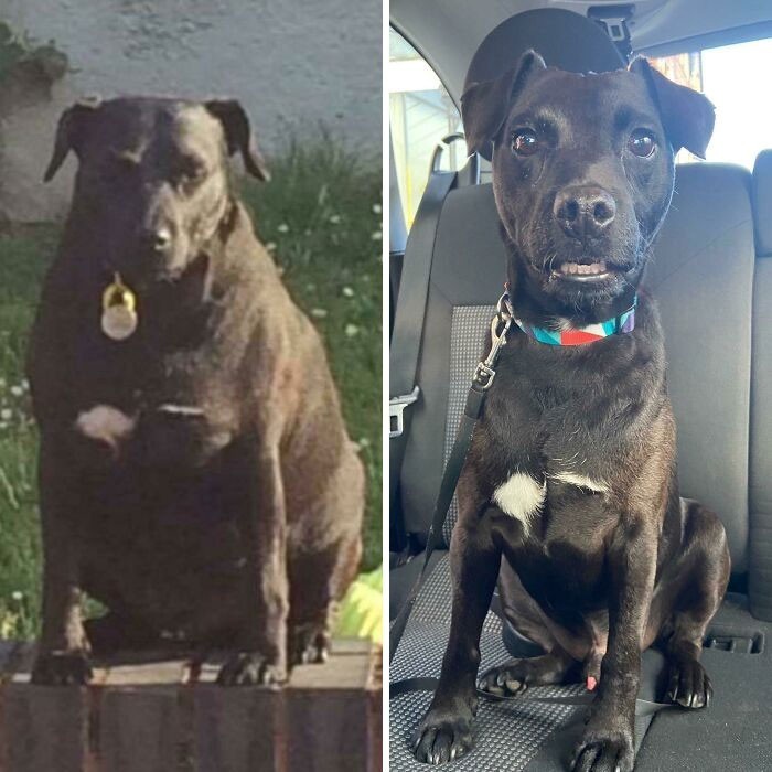 "Imponujące schudnięcie Buddy'ego. Stracił około 7 kg."