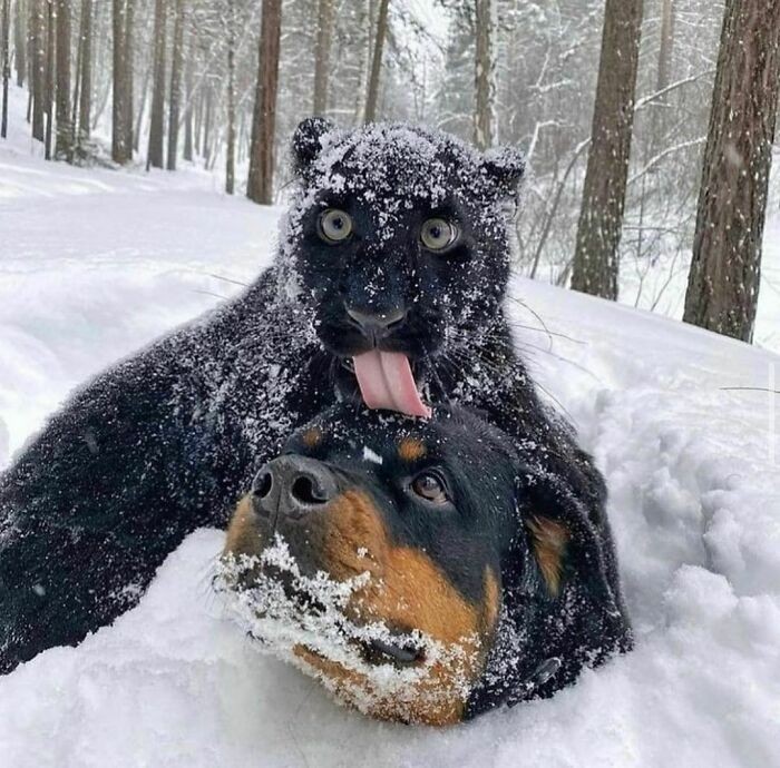 Zabawa we śniegu