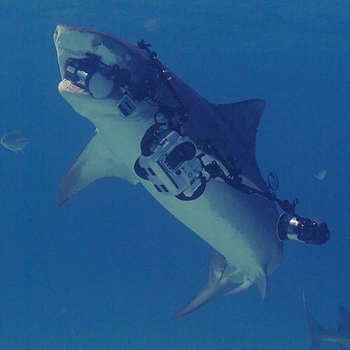 1. Gdy rekin, którego fotografujesz, odpływa z twoim sprzętem:
