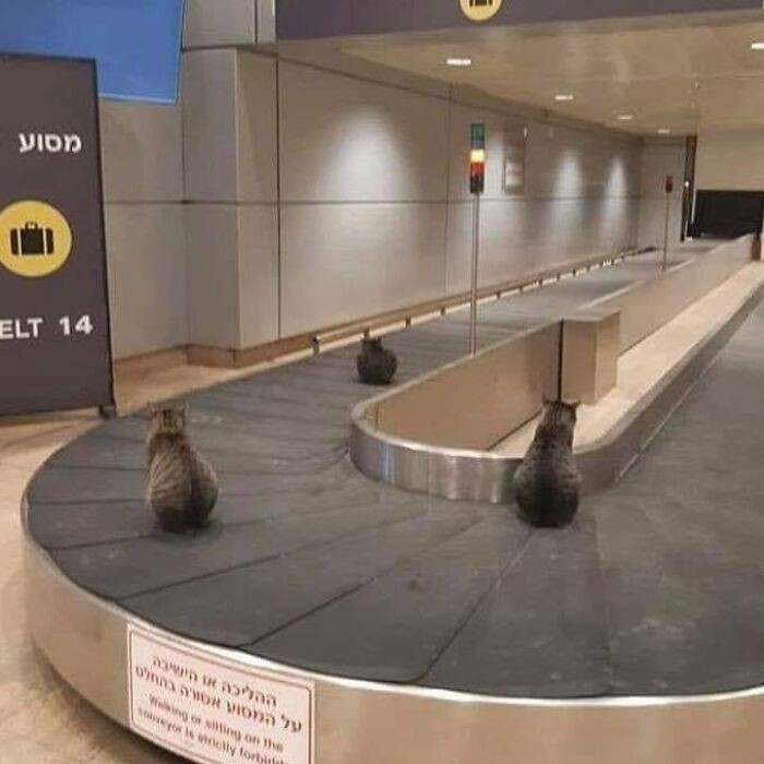 Na karuzeli