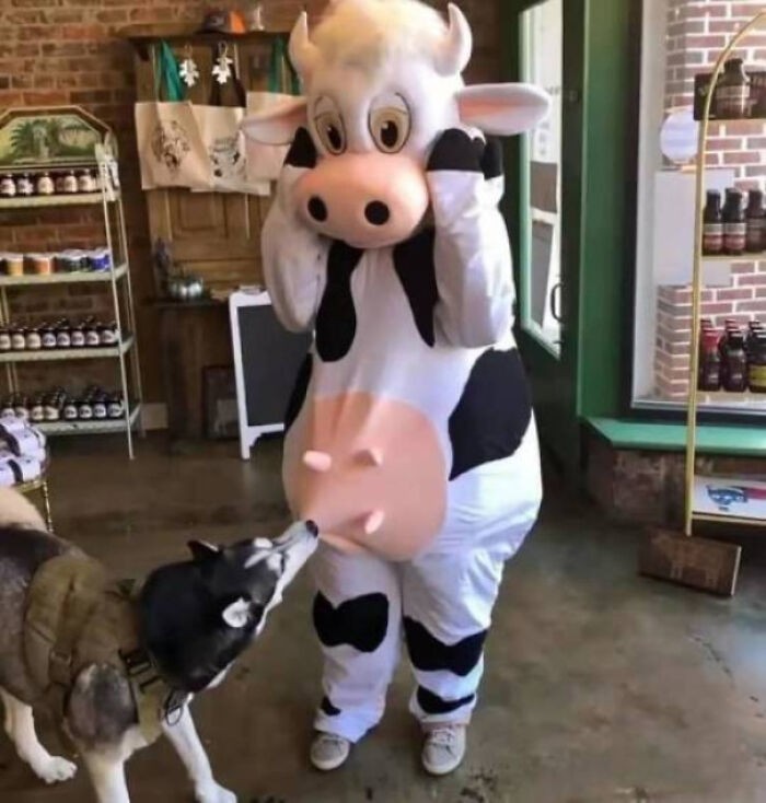 Daj mleko