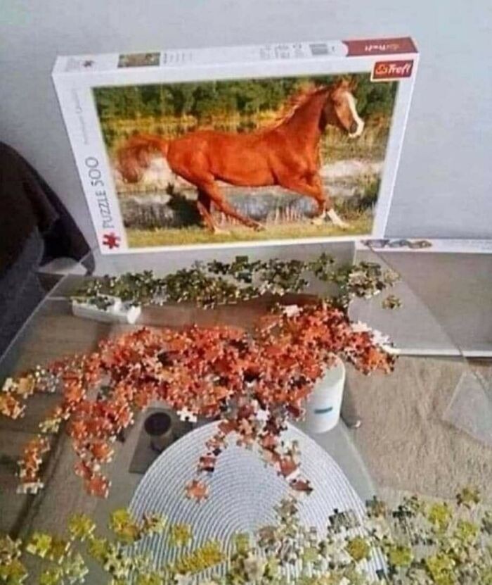 Ułożyłem konia