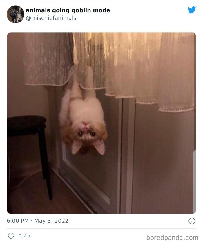 Kot nietoperz czyli Catbat