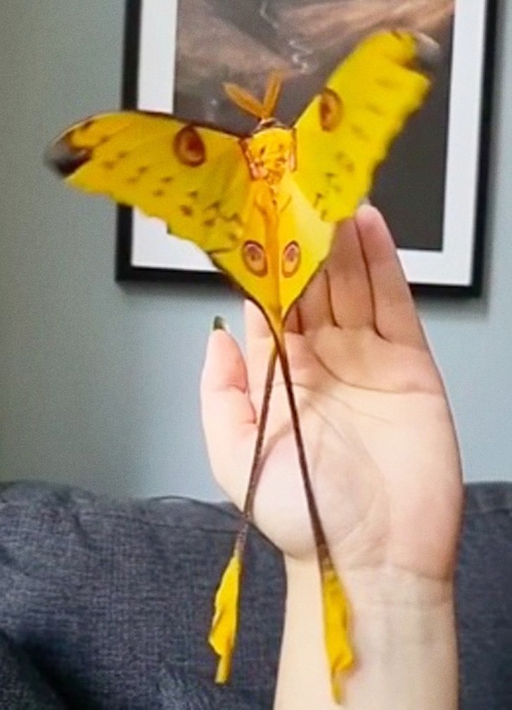 Motyl kometa - prawdziwy gigant w świecie motyli