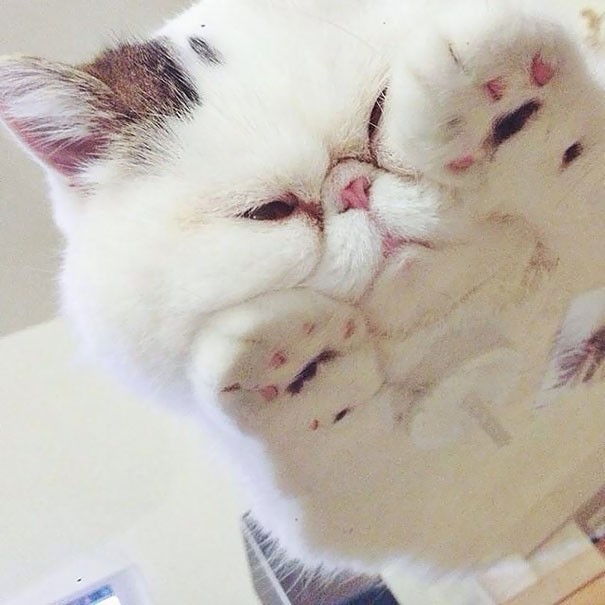 Widzę cię