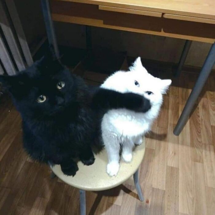 Cicho, ja będę miałczał