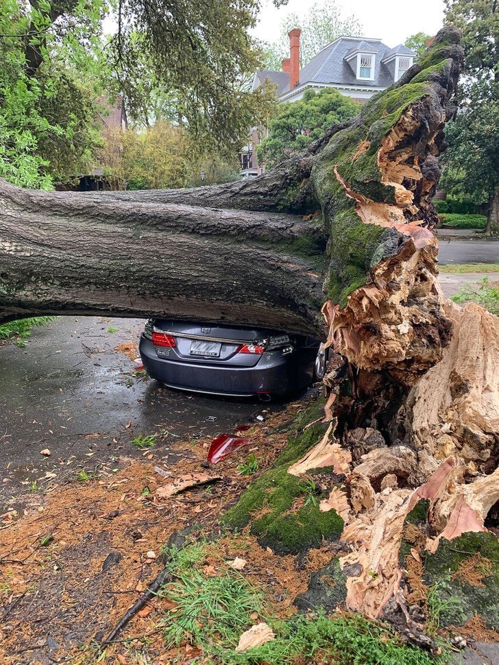 "Samochód mojego przyjaciela został przygnieciony drzewem powalonym przez porywisty wiatr.."