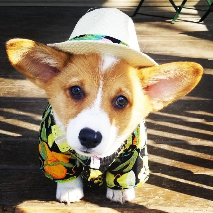 "Wakacje in-corgi-nito"