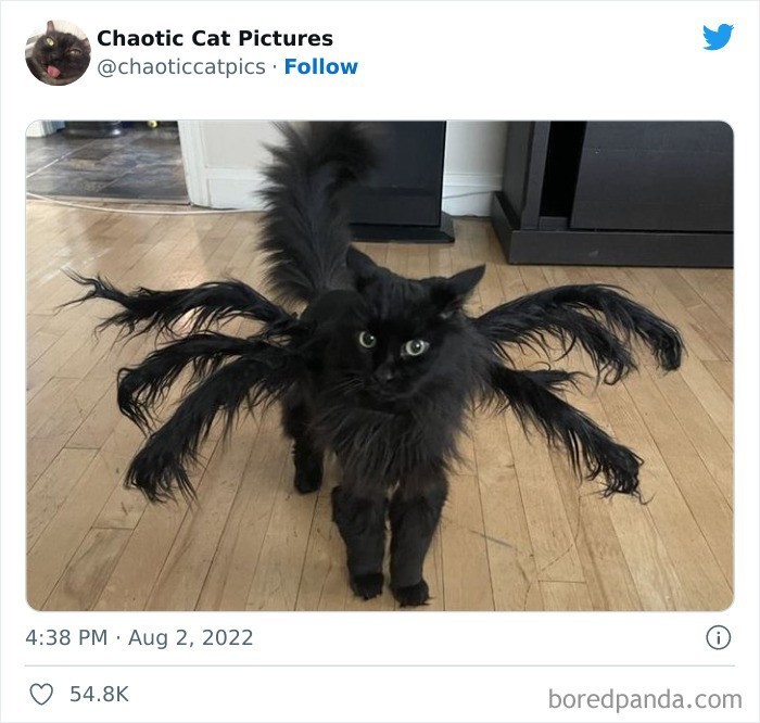 Spider cat?