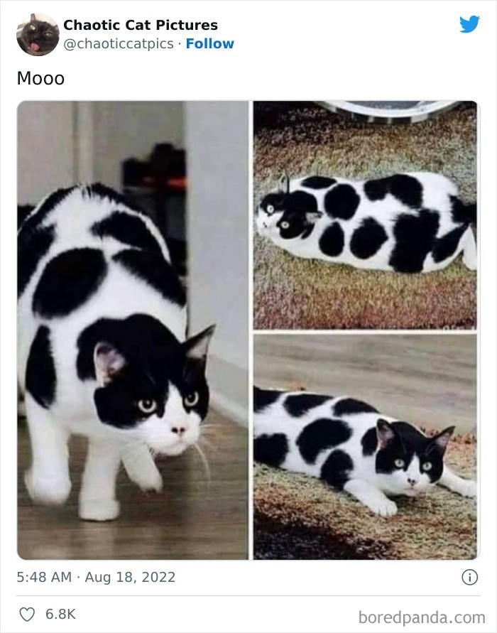 Muuuuu