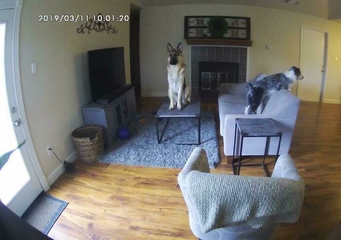 3. "Nastavil jsem kameru, abych viděl, co moji psi dělají, když jsem v práci."