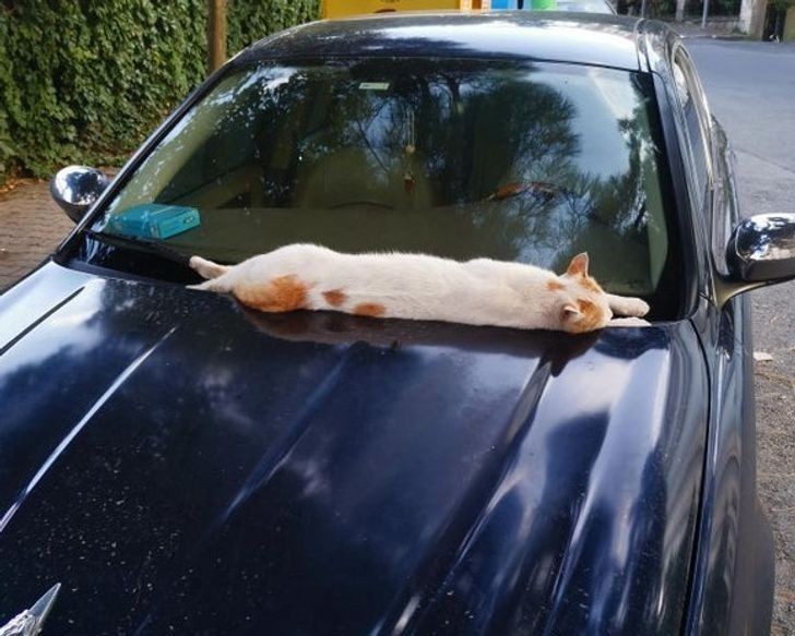 11. "Kočka bez domova se vyhřívá na kapotě čerstvě zaparkovaného auta."