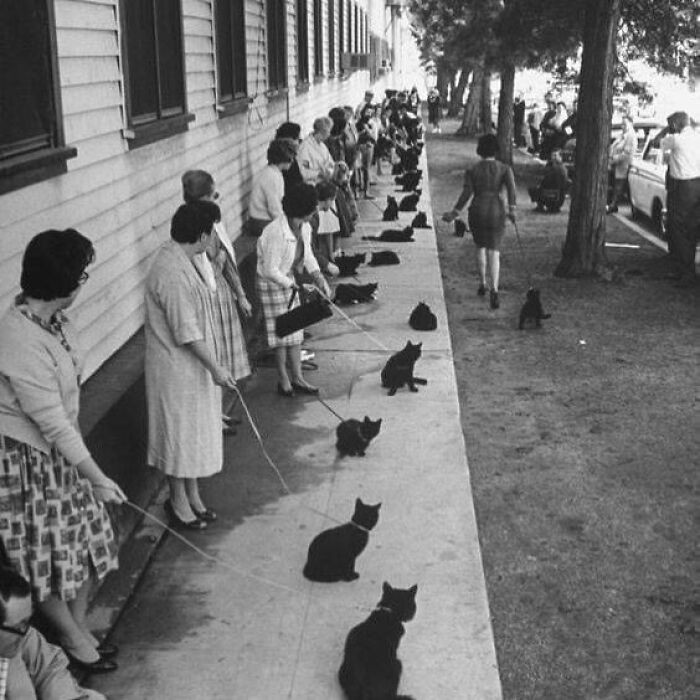 Casting na rolę czarnego kota w filmie Edgara Allana Poe, 1961
