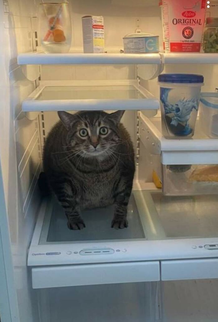 "Není mléko. Je tu jen kočka."