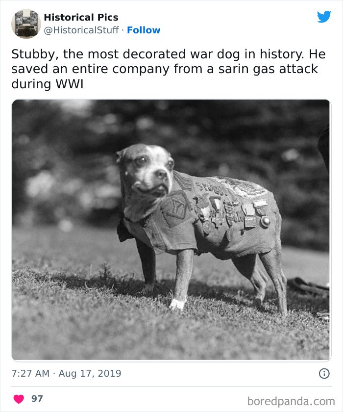 Stubby, pies wojenny z największa liczbą odznaczeń w historii. Ocalił całą kompanię przed atakiem gazowym podczas II wojny światowej.
