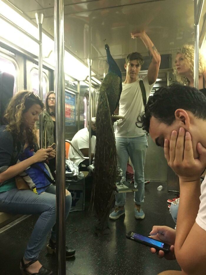 "Facet wszedł z pawiem do nowojorskiego metra i nikt nawet nie uniósł wzroku znad ekranu smartfona."