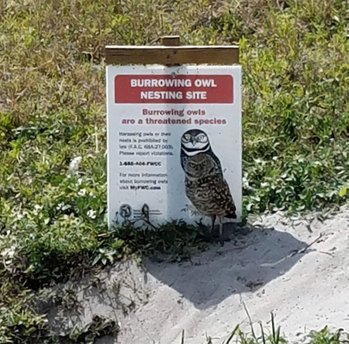 Znajdźcie sowę.