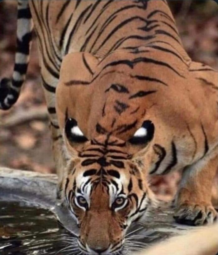 Ten tygrys na plecach ma tygrysa