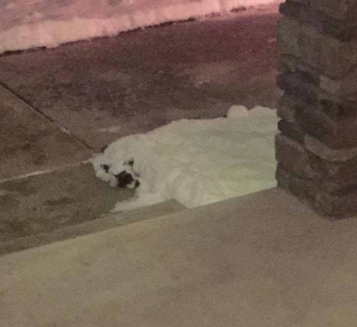 4. "Śnieg leżący obok mojego domu wygląda jak niedźwiedź polarny."