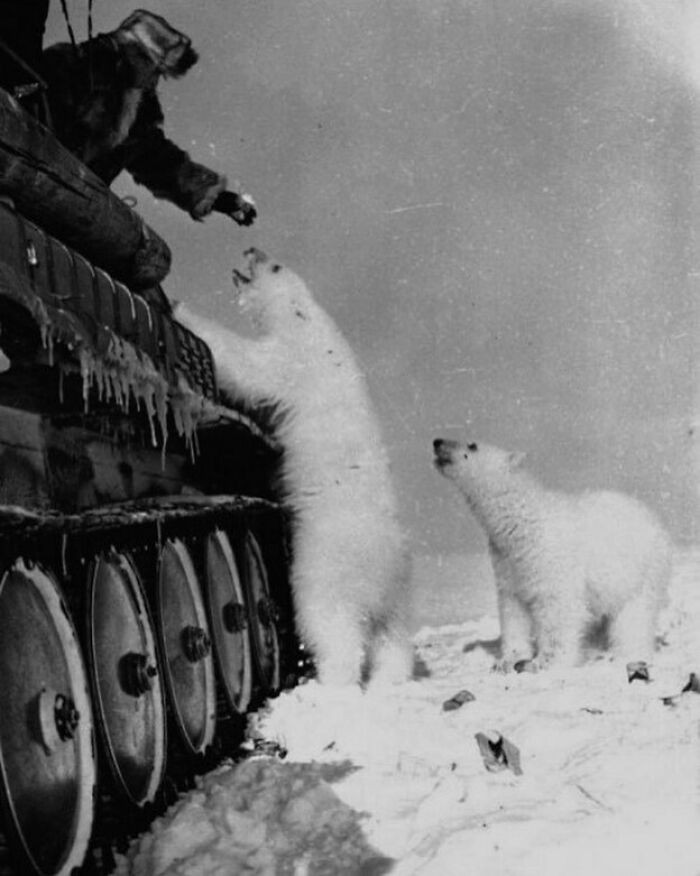 "Żołnierze karmiący niedźwiedzie polarne skondensowanym mlekiem z puszki, Związek Radziecki, 1950"
