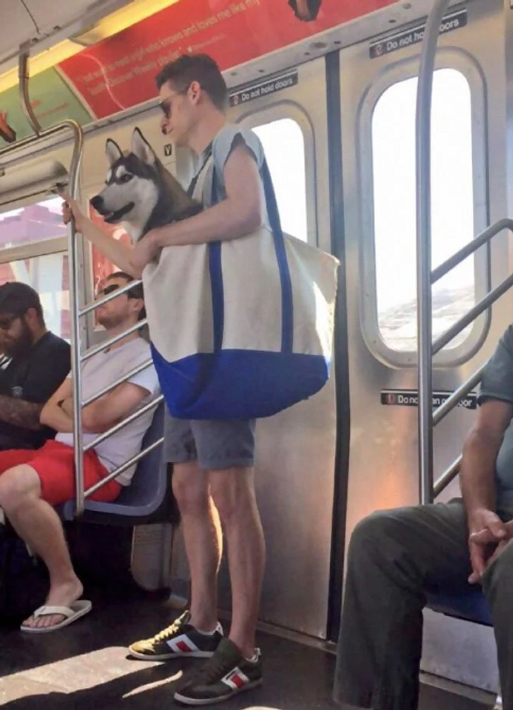 "W nowojorskim metrze psy są dozwolone jedynie, gdy właściciel trzyma je w nosidełku. A więc..."