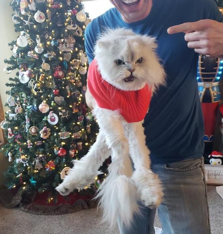 "Moja siostra podarowała mojemu kotu sweter pod choinkę. Jak widać, kot go uwielbia."